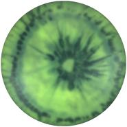 Innova Star Destroyer Avery Jenkins - 3 Line