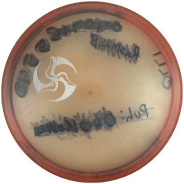 Innova Champion Rhyno Mini HukLab